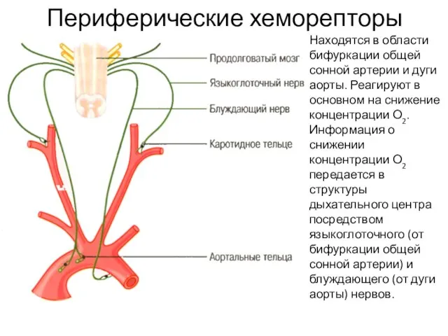 Периферические хеморепторы Находятся в области бифуркации общей сонной артерии и дуги