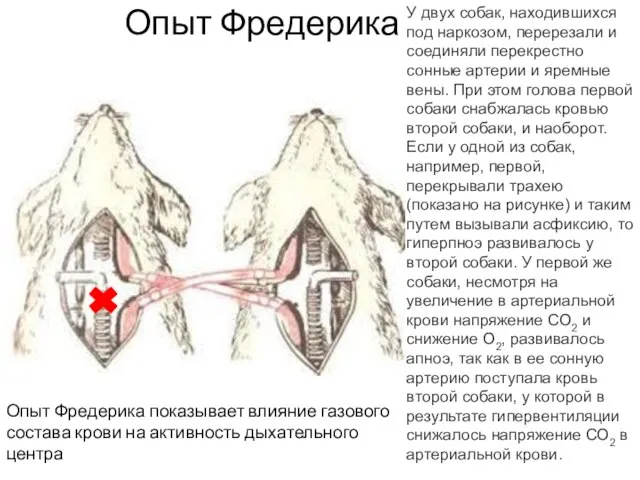 Опыт Фредерика Опыт Фредерика показывает влияние газового состава крови на активность дыхательного центра