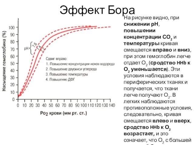 Эффект Бора На рисунке видно, при снижении рН, повышении концентрации СО2