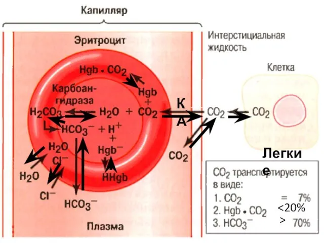 > Легкие КА