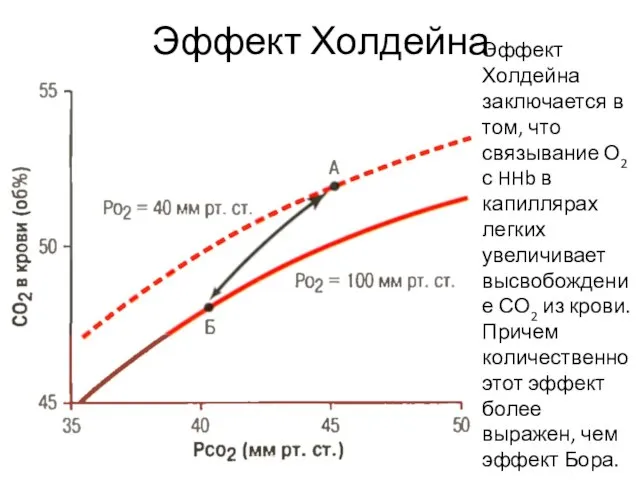 Эффект Холдейна Эффект Холдейна заключается в том, что связывание О2 с