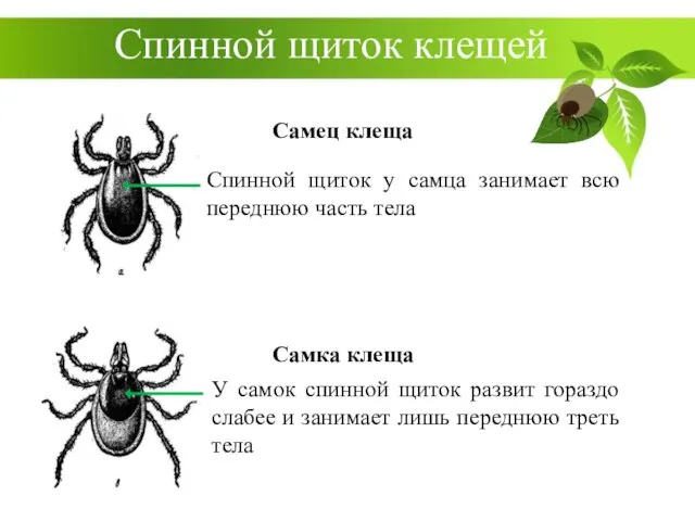 Спинной щиток клещей Самец клеща Самка клеща Спинной щиток у самца