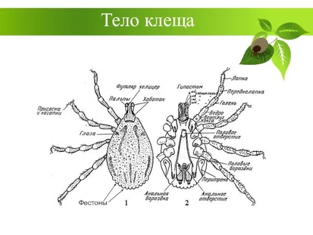 Тело клеща Фестоны