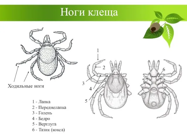 Ноги клеща Ходильные ноги 1 2 3 4 5 6 1