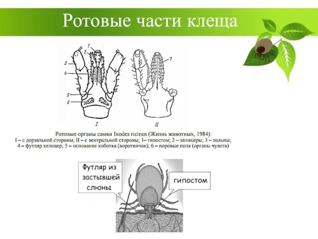 Ротовые части клеща