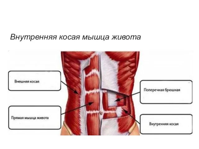 Внутренняя косая мышца живота