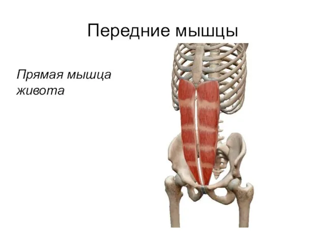 Передние мышцы Прямая мышца живота