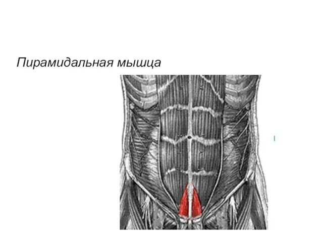 Пирамидальная мышца