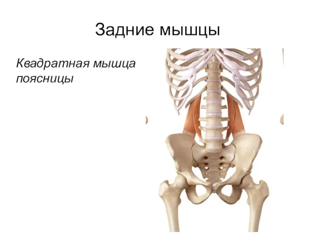 Задние мышцы Квадратная мышца поясницы