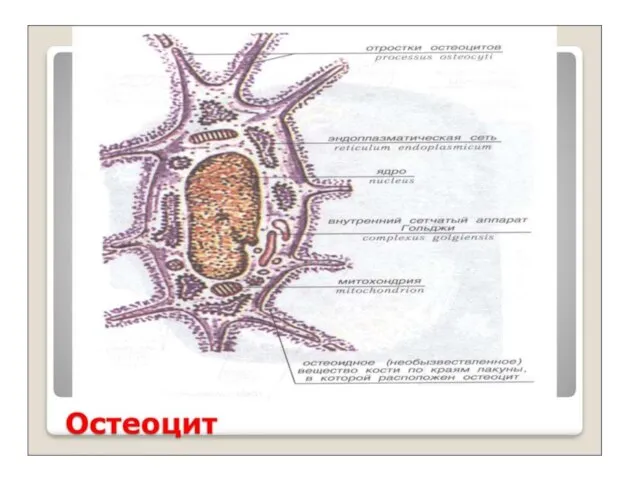 Остеоциты Зрелые клетки костной ткани, частично или полностью утратившие способность синтезировать межклеточное вещество.