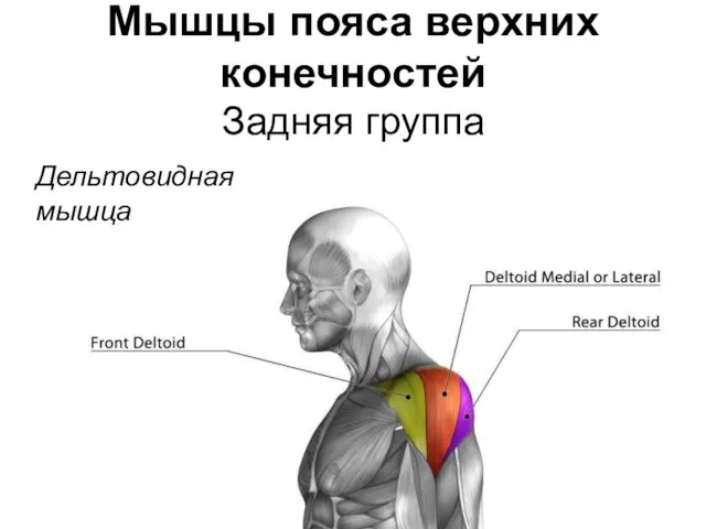 Мышцы пояса верхних конечностей Задняя группа Дельтовидная мышца
