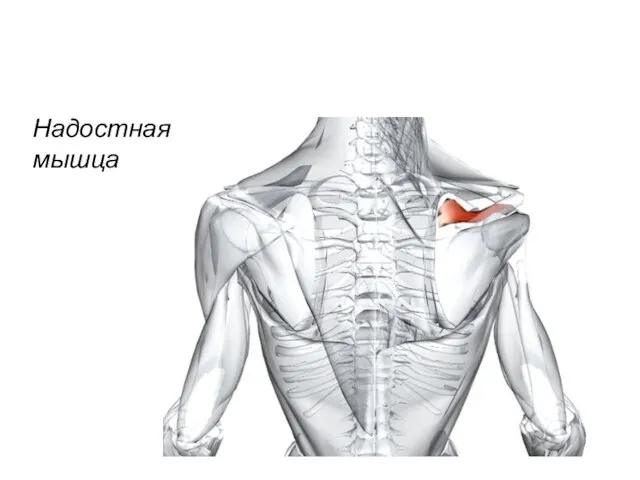 Надостная мышца