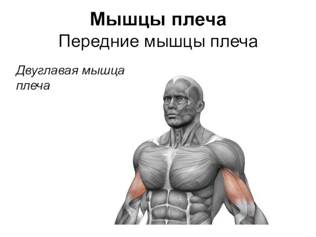 Мышцы плеча Передние мышцы плеча Двуглавая мышца плеча