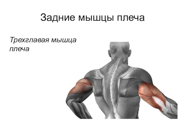 Задние мышцы плеча Трехглавая мышца плеча