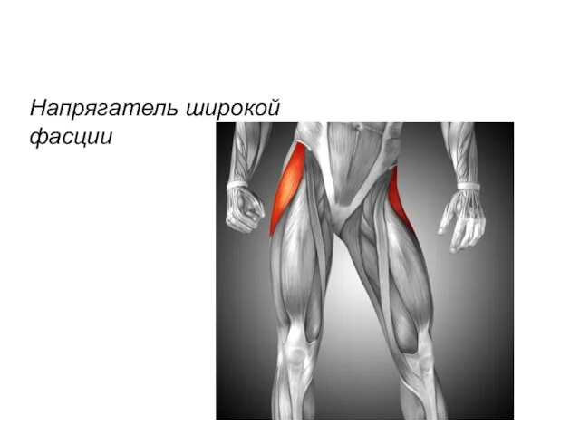 Напрягатель широкой фасции