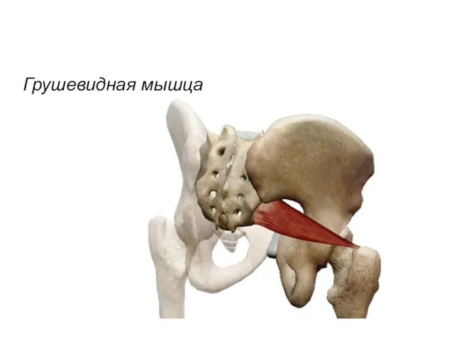 Грушевидная мышца