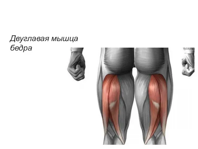 Двуглавая мышца бедра