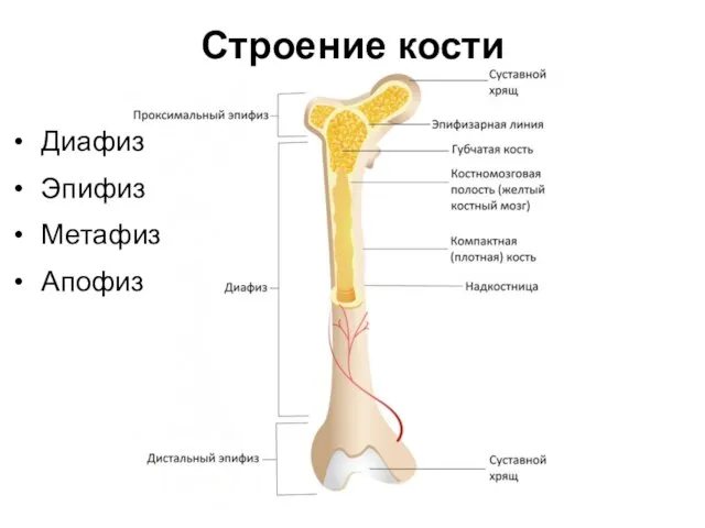 Строение кости Диафиз Эпифиз Метафиз Апофиз