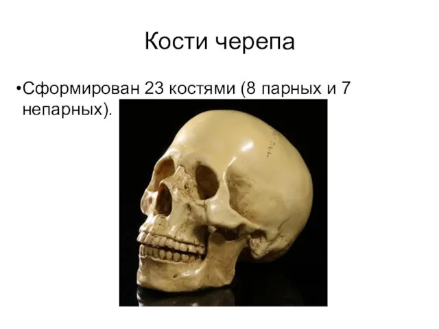 Кости черепа Сформирован 23 костями (8 парных и 7 непарных).