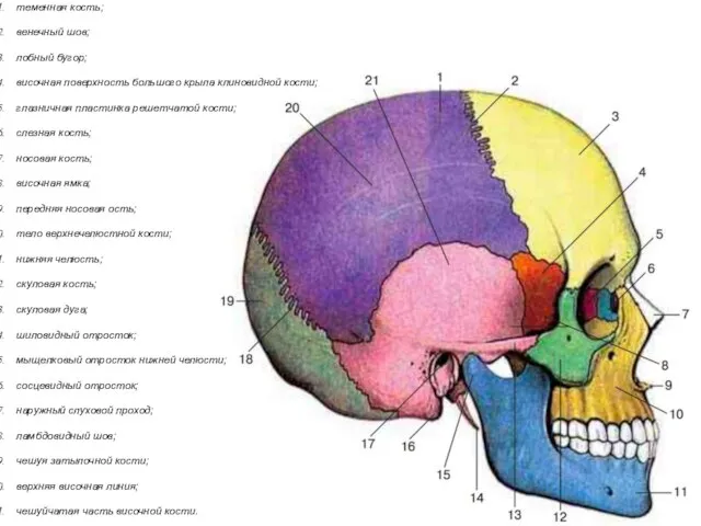 теменная кость; венечный шов; лобный бугор; височная поверхность большого крыла клиновидной