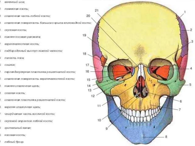 венечный шов; теменная кость; глазничная часть лобной кости; глазничная поверхность большого