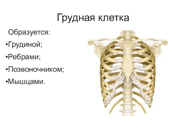 Грудная клетка Образуется: Грудиной; Ребрами; Позвоночником; Мышцами.