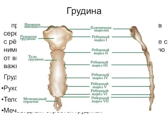Грудина продолговатая плоская кость, расположенная в середине груди человека. Соединяется с