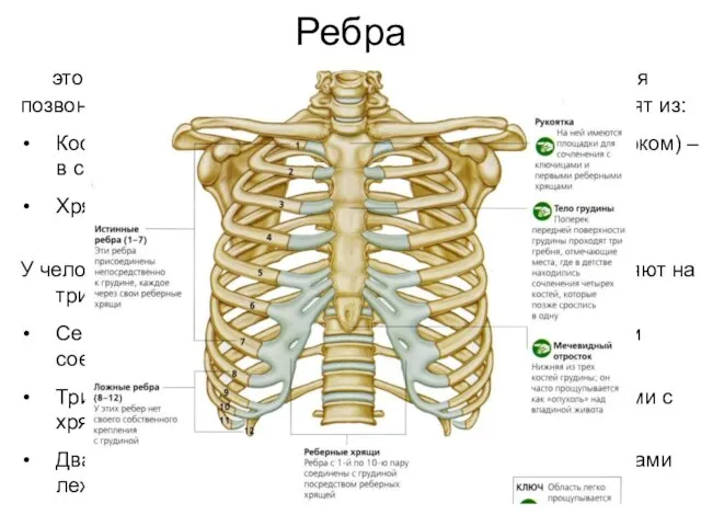 Ребра это дугообразные парные плоские кости, которые, соединяя позвоночник и грудную