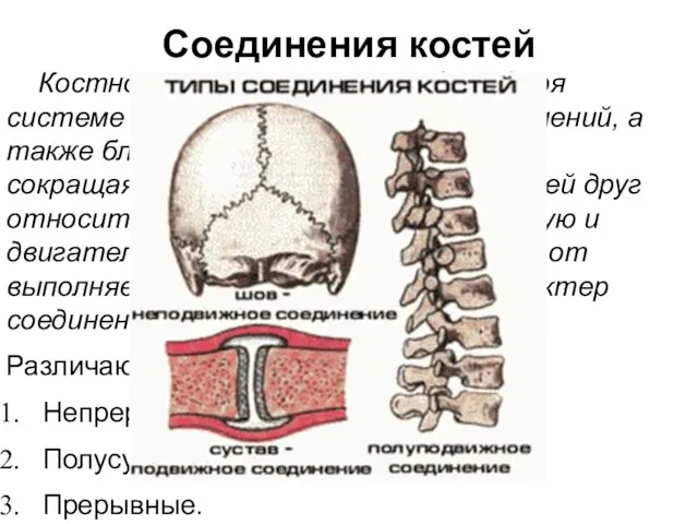 Соединения костей Костно-мышечная система, благодаря системе различных межкостных соединений, а также