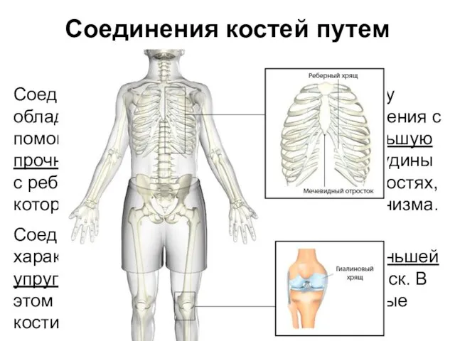 Соединения костей путем хряща (synchondrosis) Соединения благодаря гиалиновому хрящу обладают большей