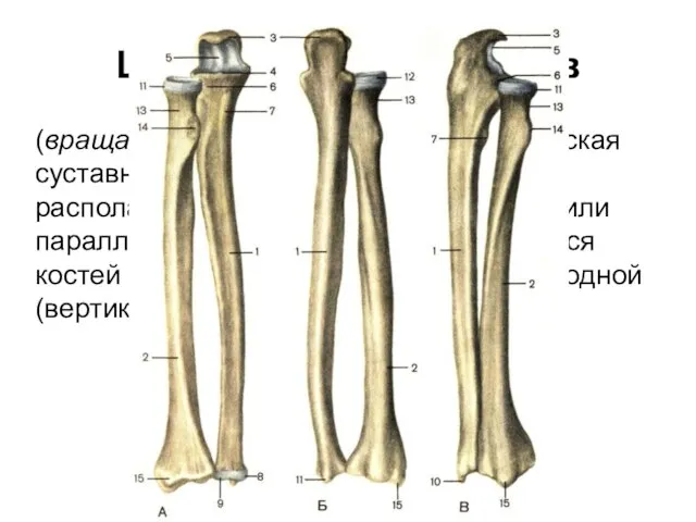 Цилиндрический сустав (вращательный сустав) — цилиндрическая суставная поверхность, ось которой располагается