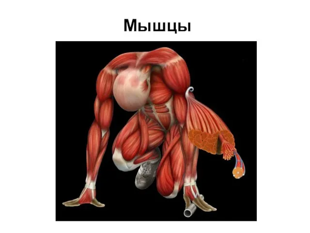 Мышцы