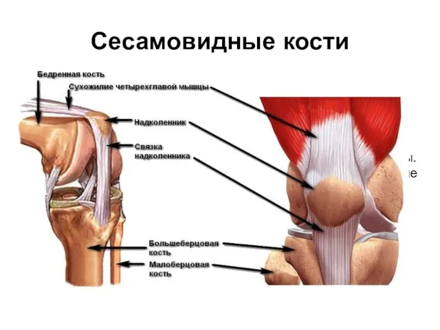 Сесамовидные кости будучи включены в сухожилия мышц, увеличивают угол, под которым