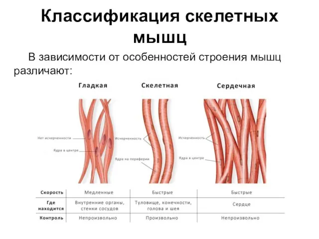 Классификация скелетных мышц В зависимости от особенностей строения мышц различают: