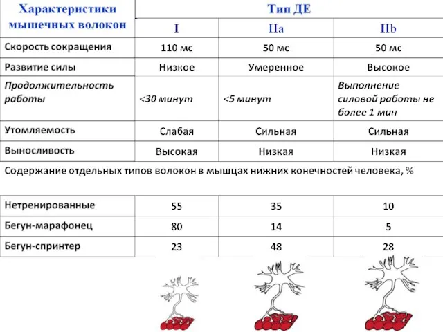 Характеристика мышечных волокон.