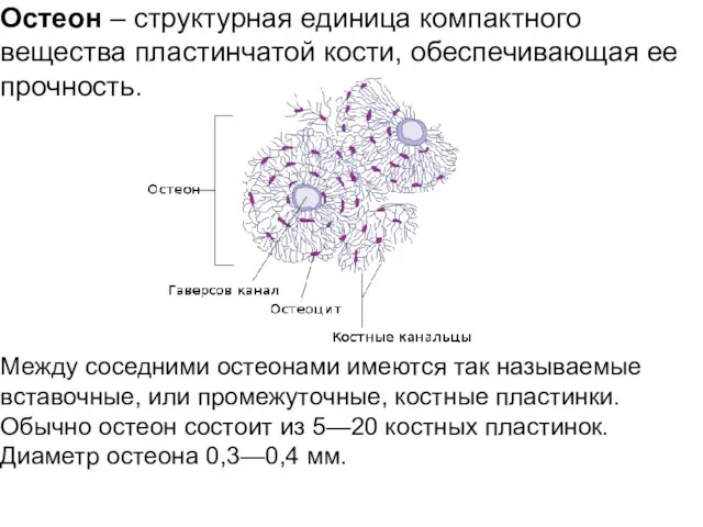 Остеон – структурная единица компактного вещества пластинчатой кости, обеспечивающая ее прочность.