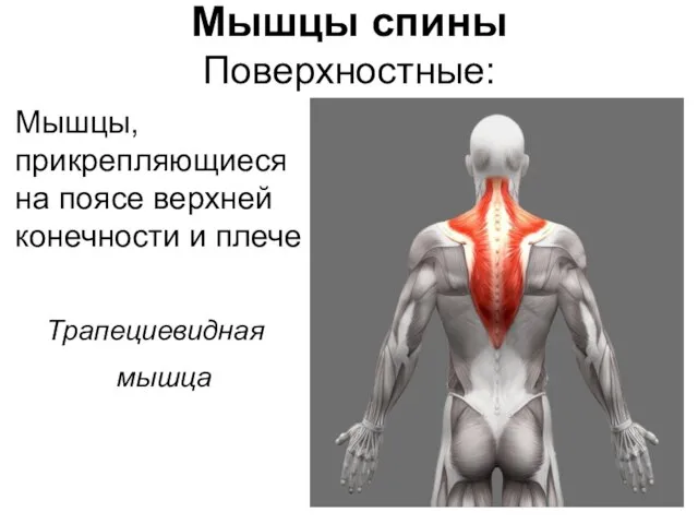 Мышцы спины Поверхностные: Мышцы, прикрепляющиеся на поясе верхней конечности и плече Трапециевидная мышца