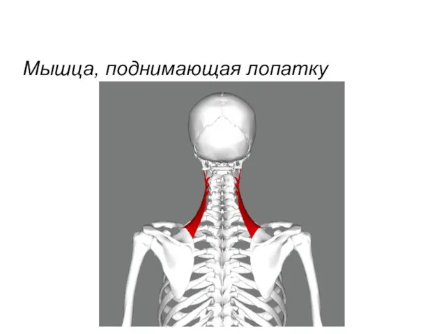 Мышца, поднимающая лопатку