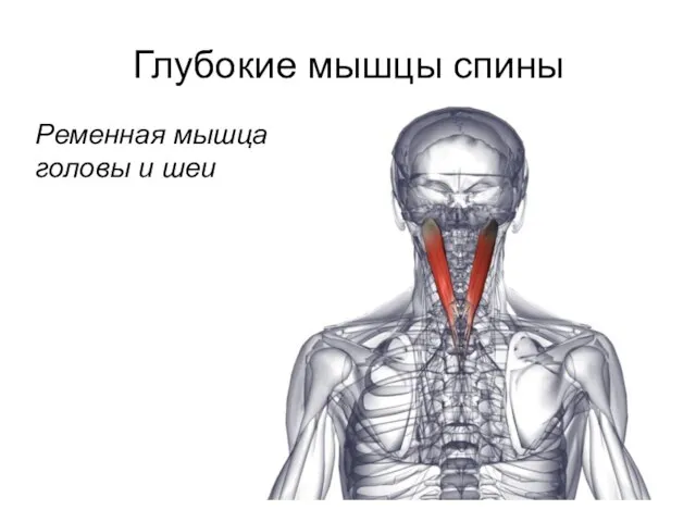 Глубокие мышцы спины Ременная мышца головы и шеи