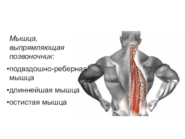 Мышца, выпрямляющая позвоночник: подвздошно-реберная мышца длиннейшая мышца остистая мышца