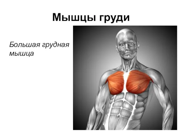 Мышцы груди Большая грудная мышца