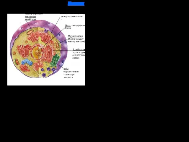 Клетку окружает клеточная мембрана Цитоплазма, обеспечивающая связь между органеллами Ядро -