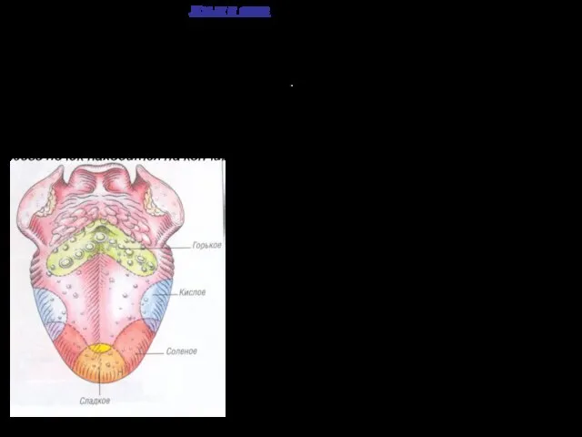 Язык и вкус Разные области языка воспринимают разный вкус, это связано