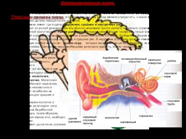 Строение органов слуха. Строение органов слуха. СЛУХ позволяет человеку лучше ориентироваться