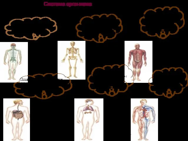 Система организма В теле человека 12 главных систем. Каждая из них
