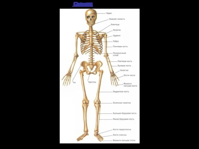 Скелет Постепенно ученые выяснили, что кости - это абсолютно живые образования.