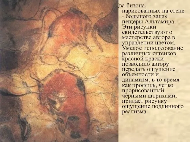 Два бизона, нарисованных на стене - большого зала» пещеры Альтамира. Эти