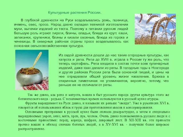 Культурные растения России. В глубокой древности на Руси возделывались рожь, пшеница,