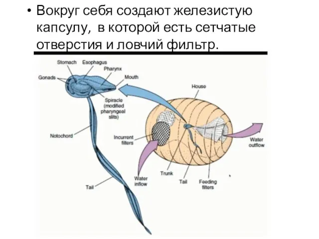 Вокруг себя создают железистую капсулу, в которой есть сетчатые отверстия и ловчий фильтр.