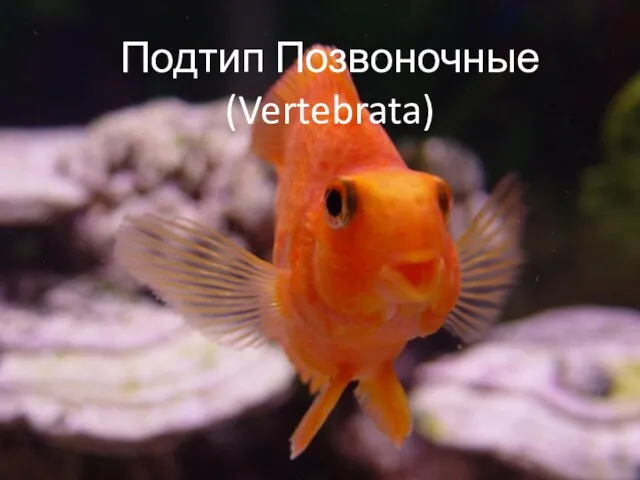 Подтип Позвоночные (Vertebrata)